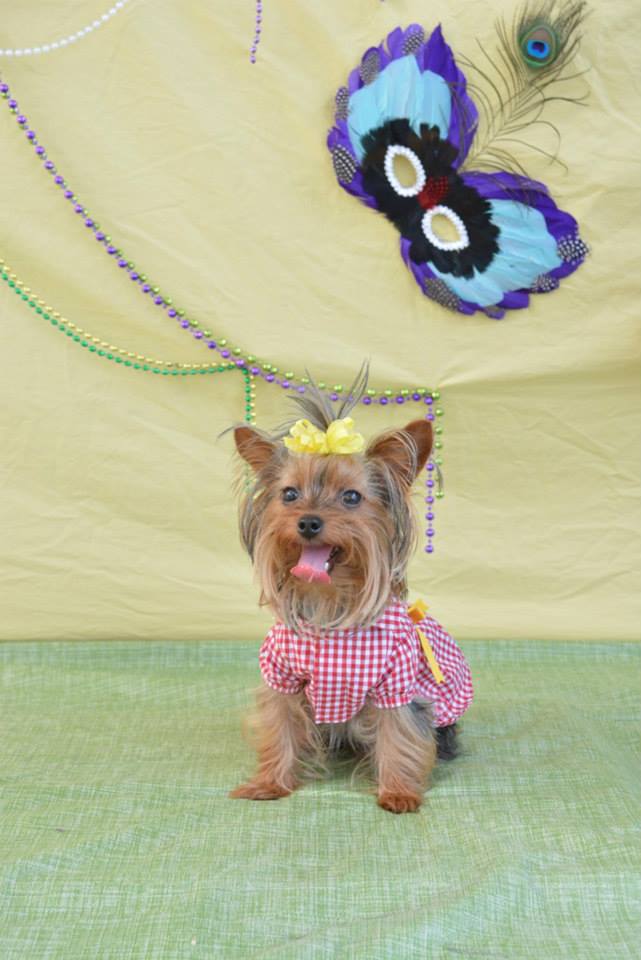 Canine Carnival and Mardi Paws 2013