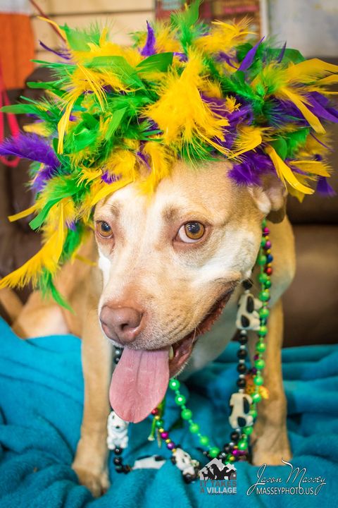 Mardi Gras for Paws